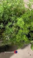 8 x Lupin mixed - 2