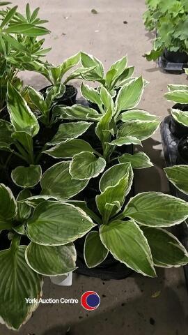 8 x Hosta