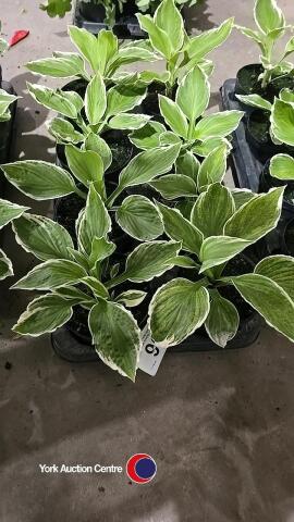 8 x Hosta