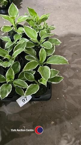 8 x Hosta