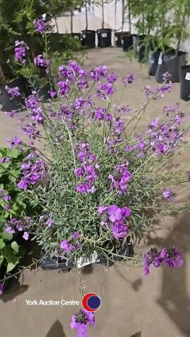 8 x Erysimum Bowles Mauve