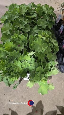 8 x Alchemilla Mollis Lady's Mantle