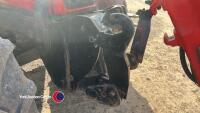 Massey Ferguson 5455 tractor, front linkage/pto, MX loader, Euro headstock, Dyna 4, good working order, FX07 FXJ, key in office - 5
