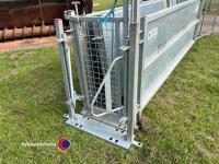 Buffalo steel 16ft heavy duty sheep race - 6