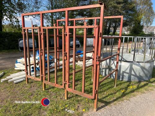 3 stall cattle system with head yokes