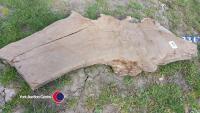 Heavy oak slab, approx 1.5m long, 560mm wide, 60mm thick