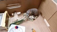 2 x boxes of assorted ornaments and clocks - 4