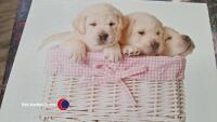 Selection of canvas paintings - 2
