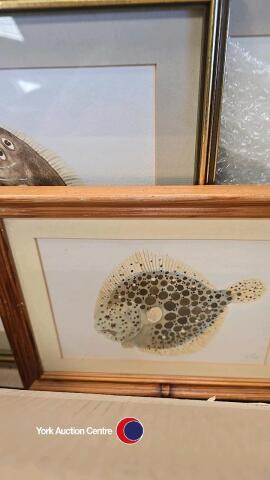 4 x watercolour paintings of fish plus a watercolour of sailing boat