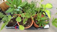 6 x perennial plants, Hellibore, Hosta, Foxglove, Oriental Poppy, Hollyhock and Campanula