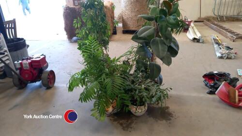 House plants