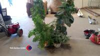 House plants