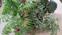 House plants - 2