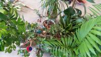 House plants - 3