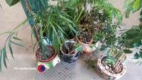 House plants - 5