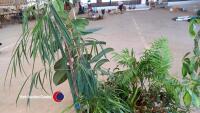 House plants - 6