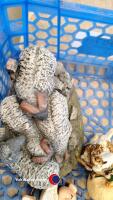 Farmyard animals - 4