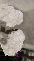 Pair of Lion garden statues - 4