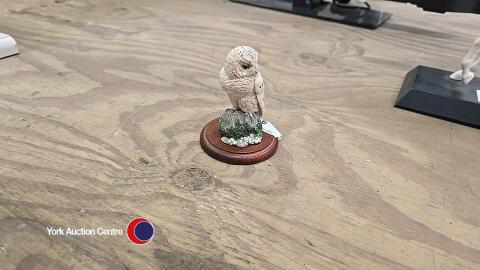 Border fine arts Snowy Owl by Russell Willis