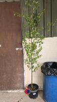 Birch tree