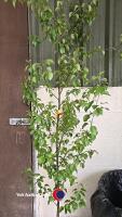 Birch tree - 2