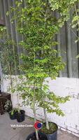 2 x Beech trees