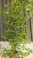 2 x Beech trees - 2