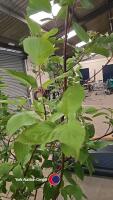 8 x Red barked dogwood - 2