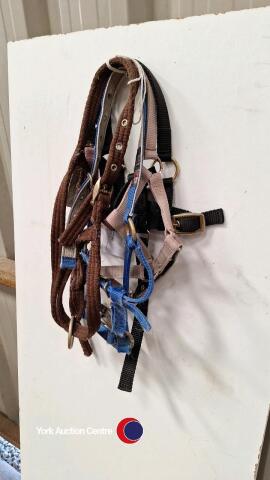 foal slip & 3 headcollars (increasing in size) for a pony foal
