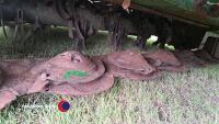 McHale R3100 mower conditioner - 5