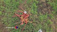 Hay tines - 2