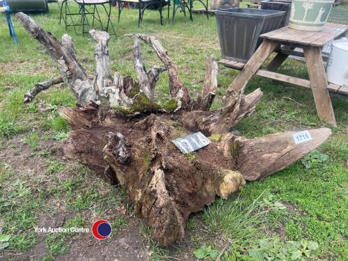 Large old oak stump garden feature