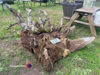 Large old oak stump garden feature