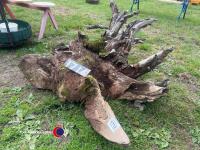 Large old oak stump garden feature - 2