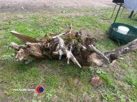 Large old oak stump garden feature - 3