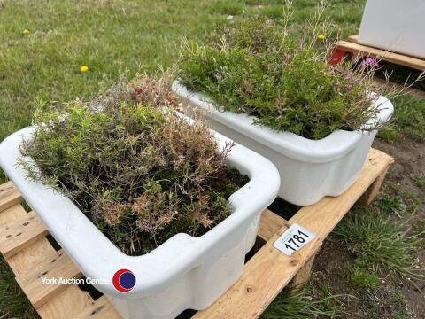 2 x small white sinks, c/w plants