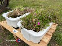 2 x small white sinks, c/w plants - 2