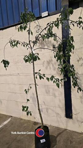 Weeping flowering cherry, container grown