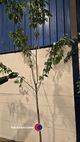 Kanzan Japanese flowering cherry, container grown