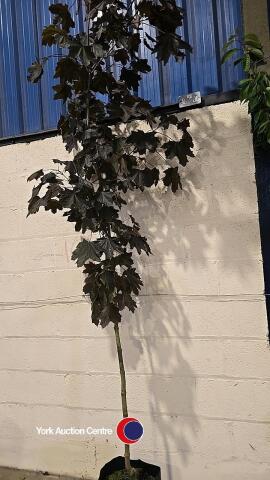 Acer Crimson King, container grown