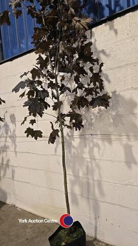 Acer Crimson King, container grown