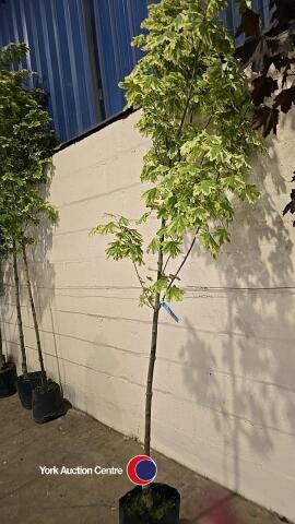 Acer Drummondii, container grown