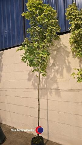 Acer Drummondii, container grown