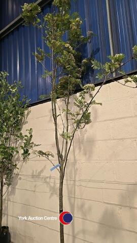 Sorbus Joseph Rock, container grown