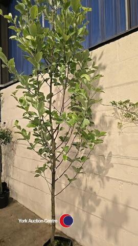 Sorbus Lutescens, container grown