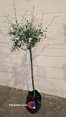 Salix Nishiki Flamingo, container grown