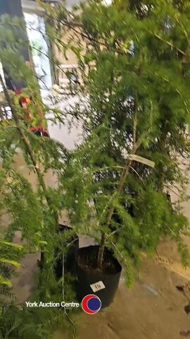 2 x Larch, container grown