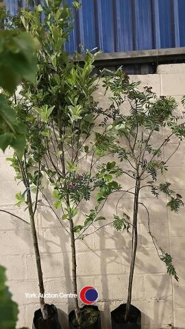 3 x Sorbus mixed in variety, container grown