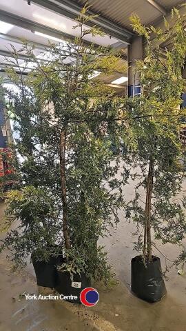 4 x Golden Leylandii, container grown