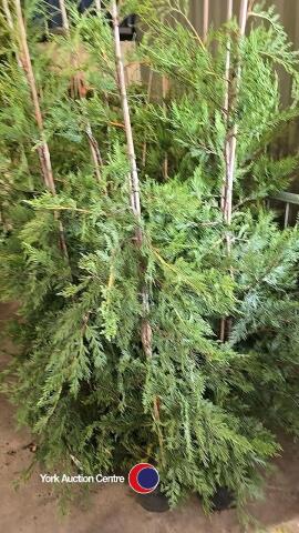 10 x green Leylandii, container grown